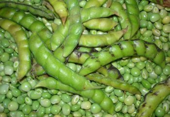 Pigeon pea (Cajanus cajan), pod and fresh seeds. © Maundu, 2006 Pigeon pea (Cajanus cajan), pod and fresh seeds. © Maundu, 2006
