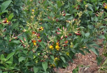 Pigeon pea plant in flower, Kitui, Kenya. Flowers may also be completely yellow. © Maundu, 2021 Pigeon pea plant in flower, Kitui, Kenya. Flowers may also be completely yellow. © Maundu, 2021