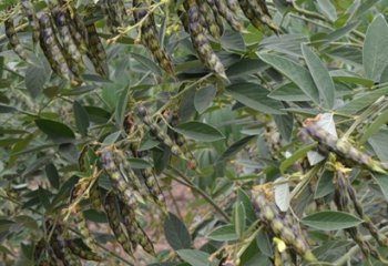 Pigeon pea plant in fruit, Kitui, Kenya. In this form, the pods have striations. © Maundu, 2021 Pigeon pea plant in fruit, Kitui, Kenya. In this form, the pods have striations. © Maundu, 2021