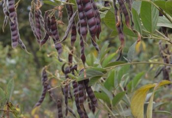 Pigeon pea plant in fruit, Kitui, Kenya. Pods are quite variable across the different forms. © Maundu, 2021 Pigeon pea plant in fruit, Kitui, Kenya. Pods are quite variable across the different forms. © Maundu, 2021