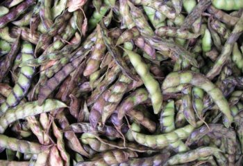 Pigeon pea pods in Nairobi market, Kenya. â’¸ Adeka et al. 2006. Foods of the Nairobi people Pigeon pea pods in Nairobi market, Kenya. â’¸ Adeka et al. 2006. Foods of the Nairobi people