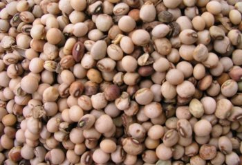 Pigeon pea- ‘mbaazi-kiuta’ type in Nairobi market, Kenya Ⓒ Adeka et al., 2005. Foods of Nairobi people Pigeon pea- ‘mbaazi-kiuta’ type in Nairobi market, Kenya Ⓒ Adeka et al., 2005. Foods of Nairobi people