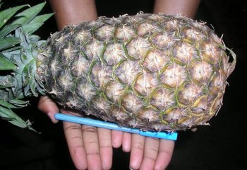Pineapple from Mbale, Uganda â’¸ Foods of Nairobi people, 2005 Pineapple from Mbale, Uganda â’¸ Foods of Nairobi people, 2005