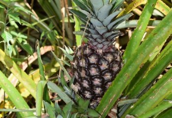 Pineapple fruit ripening. © Muia J, 2021 Pineapple fruit ripening. © Muia J, 2021