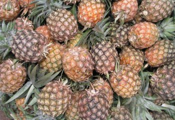 Pineapples in Nairobi market, Kenya â’¸ Adeka et al., 2005. Foods of Nairobi people Pineapples in Nairobi market, Kenya â’¸ Adeka et al., 2005. Foods of Nairobi people