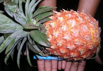 Pinneaple from Delmonte, Thika. â’¸ Adeka et al., 2005. Foods of Nairobi people Pinneaple from Delmonte, Thika. â’¸ Adeka et al., 2005. Foods of Nairobi people