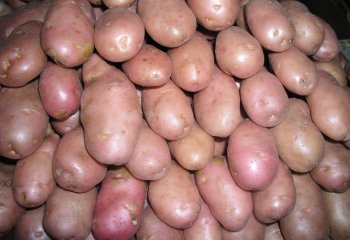 Potato (Solanum tuberosum). ©Maundu 2005 Potato (Solanum tuberosum). ©Maundu 2005