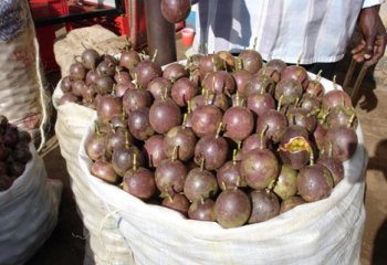 Purple passion fruit in Mbale Uganda. © Maundu, 2005. Purple passion fruit in Mbale Uganda. © Maundu, 2005.