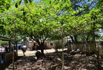 Purple passion fruit made to form a shade over a home compound in Kwale, Kenya. © Maundu, 2023 Purple passion fruit made to form a shade over a home compound in Kwale, Kenya. © Maundu, 2023