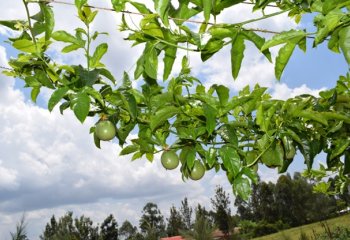 Purple passion fruit trailing over a fence in Vihiga, Kenya. © Maundu, 2022 Purple passion fruit trailing over a fence in Vihiga, Kenya. © Maundu, 2022