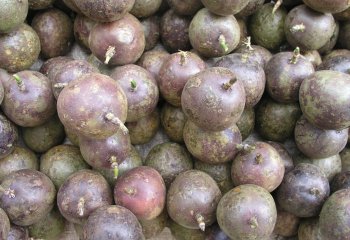 Purple passion fruit, Passiflora edulis forma edulis (purple-green type) in Nairobi market, Kenya â’¸ Maundu, 2005 Purple passion fruit, Passiflora edulis forma edulis (purple-green type) in Nairobi market, Kenya â’¸ Maundu, 2005