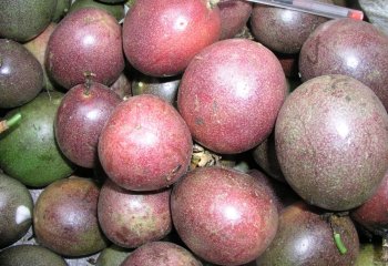 Purple passion fruits, Passiflora edulis forma edulis (purple-red type) in Nairobi market, Kenya â’¸ Maundu, 2005 Purple passion fruits, Passiflora edulis forma edulis (purple-red type) in Nairobi market, Kenya â’¸ Maundu, 2005