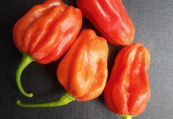 Red sweet pepper. © Maundu P, 2006 Red sweet pepper. © Maundu P, 2006