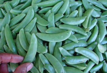 Snap peas (Sugar snaps). Nairobi market, Kenya. © Maundu, 2006 Snap peas (Sugar snaps). Nairobi market, Kenya. © Maundu, 2006