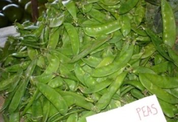 Snow peas-Pisum sativum var. saccharatum in Nairobi market, Kenya â’¸ Adeka et al., Foods of Nairobi people, 2005 Snow peas-Pisum sativum var. saccharatum in Nairobi market, Kenya â’¸ Adeka et al., Foods of Nairobi people, 2005