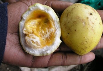 Split yellow passion. â’¸ Foods of Nairobi people, 2005 Split yellow passion. â’¸ Foods of Nairobi people, 2005