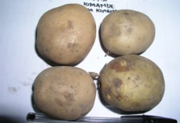 Tana - Kimande type in a Nairobi open market. © Adeka et al., 2006 Tana - Kimande type in a Nairobi open market. © Adeka et al., 2006