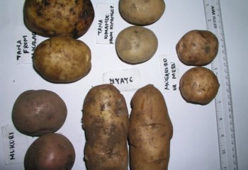 Various types of potato from Nairobi open market compared. © Adeka et al., 2006 Various types of potato from Nairobi open market compared. © Adeka et al., 2006