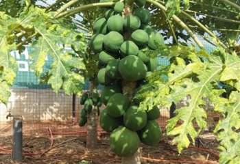 Well-mulched soil in a field of dwarf pawpaws in Benin. © Maundu, 2016 Well-mulched soil in a field of dwarf pawpaws in Benin. © Maundu, 2016