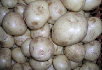 White potato. This type is quite starchy, and good for mashed potatoes. © Maundu, 2005 White potato. This type is quite starchy, and good for mashed potatoes. © Maundu, 2005