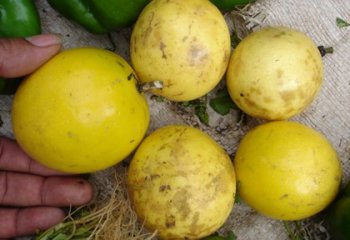 Yellow passion fruit (Passiflora edulis var. flavicarpa) in an open market, Kitui, Kenya. © Maundu 2005 Yellow passion fruit (Passiflora edulis var. flavicarpa) in an open market, Kitui, Kenya. © Maundu 2005