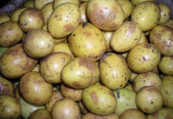 Yellow passion fruits- Cameroon type in Nairobi market, Kenya. â’¸ Foods of Nairobi people, 2005 Yellow passion fruits- Cameroon type in Nairobi market, Kenya. â’¸ Foods of Nairobi people, 2005