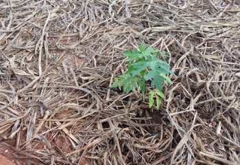Young pawpaw plant with straw mulch. Benin. © Maundu, 2016 Young pawpaw plant with straw mulch. Benin. © Maundu, 2016