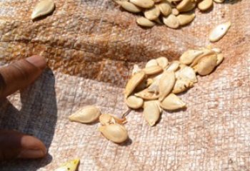 C.maxima seeds. Kamahi, Ethiopia. ©Maundu 2015 C.maxima seeds. Kamahi, Ethiopia. ©Maundu 2015