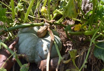Cucurbita maxima, Kamashi, Ethiopia. ©Maundu, 2015 Cucurbita maxima, Kamashi, Ethiopia. ©Maundu, 2015