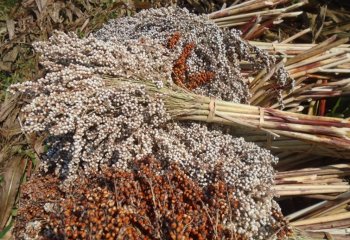 Harvested sorghum tied in bundles, Kobi, NE Ethiopia. â’¸ Maundu 2015 Harvested sorghum tied in bundles, Kobi, NE Ethiopia. â’¸ Maundu 2015