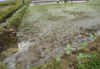 Planted rice field in Mwea Rice Irrigation Scheme, Kenya. @Maundu, 2005 Planted rice field in Mwea Rice Irrigation Scheme, Kenya. @Maundu, 2005