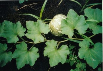 Pumpkin fruiting branch Ⓒ Maundu, 2001 Pumpkin fruiting branch Ⓒ Maundu, 2001