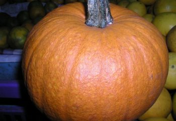 Pumpkin in Nairobi market, Kenya. Ⓒ Foods of Nairobi people, 2001 Pumpkin in Nairobi market, Kenya. Ⓒ Foods of Nairobi people, 2001