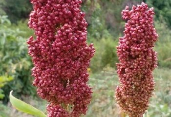 Red sorghum with compact head, Kitui. © Maundu 2022 Red sorghum with compact head, Kitui. © Maundu 2022