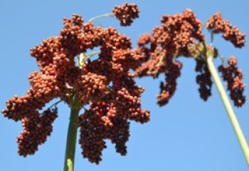 Red sorghum with spreading panicle, Kitui, Kenya. ©Maundu 2019 Red sorghum with spreading panicle, Kitui, Kenya. ©Maundu 2019