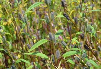 Sesamum indicum fruiting branch in Kamashi, Ethiopia. â’¸ Maundu, 2015 Sesamum indicum fruiting branch in Kamashi, Ethiopia. â’¸ Maundu, 2015
