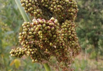 Sorghum bicolor in Kitui. © Maundu P, 2022 Sorghum bicolor in Kitui. © Maundu P, 2022