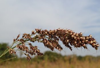 Sorghum bicolor. Panicle has long bristles. Yipal village-South Burkina Faso. â’¸ Maundu, 2015 Sorghum bicolor. Panicle has long bristles. Yipal village-South Burkina Faso. â’¸ Maundu, 2015