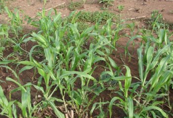 Sorghum ratoon crop in Kamashi, Ethiopia. â’¸ P Maundu, 2014 Sorghum ratoon crop in Kamashi, Ethiopia. â’¸ P Maundu, 2014
