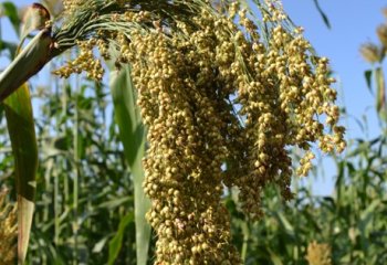 Sorghum with loose panicles. NW. Ethiopia. ©Maundu & Morimoto, 2015 Sorghum with loose panicles. NW. Ethiopia. ©Maundu & Morimoto, 2015