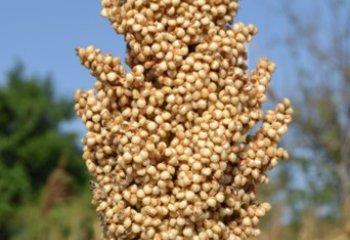 Sorghum, Cream type. Kitui, Kenya. © Maundu 2017 Sorghum, Cream type. Kitui, Kenya. © Maundu 2017