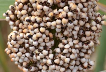 Sorghum, Gadam variety, Kitui, Kenya @ Maundu 2017 Sorghum, Gadam variety, Kitui, Kenya @ Maundu 2017