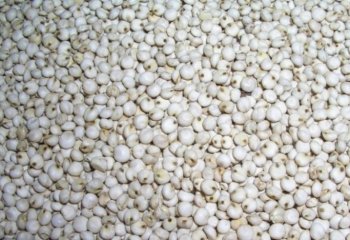 Sorghum-white type in Nairobi market, Kenya. â’¸ Adeka et al., 2005 Sorghum-white type in Nairobi market, Kenya. â’¸ Adeka et al., 2005