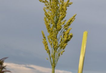 Sorghum. Cane form with chewable stems, NW. Ethiopia. ©Maundu 2015 Sorghum. Cane form with chewable stems, NW. Ethiopia. ©Maundu 2015