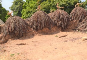 Sun drying sorghum bicolor. Kazion- Yipal, Burkina Faso. â’¸ P maundu, 2015 Sun drying sorghum bicolor. Kazion- Yipal, Burkina Faso. â’¸ P maundu, 2015