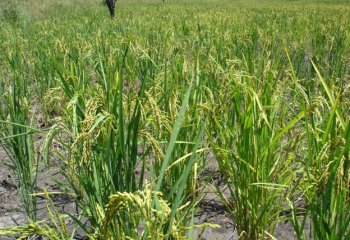 Upland dryland rice in Kaberimaido, Soroti, Uganda. ©Maundu, 2005 Upland dryland rice in Kaberimaido, Soroti, Uganda. ©Maundu, 2005