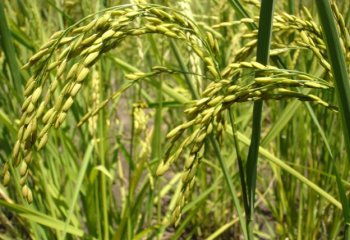 Upland dryland rice in Soroti, Uganda. © Maundu 2005 Upland dryland rice in Soroti, Uganda. © Maundu 2005