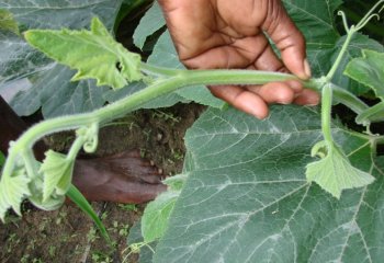 Young pumpkin (C. moschata) shoots used as vegetable, Malindi, Kenya. © Maundu, 2015 Young pumpkin (C. moschata) shoots used as vegetable, Malindi, Kenya. © Maundu, 2015