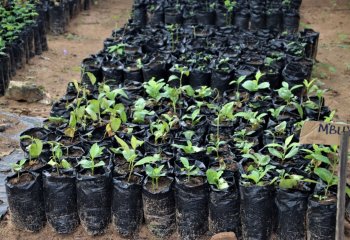 baobab nursery