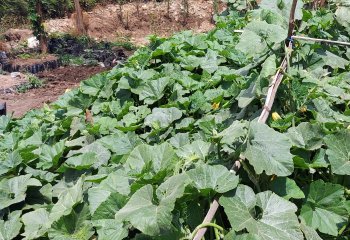 Pumpkin leave vegetables Pumpkin leave vegetables